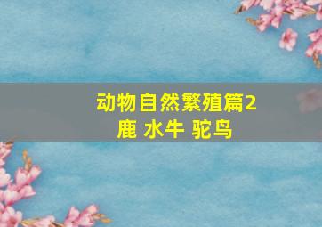 动物自然繁殖篇2 鹿 水牛 驼鸟